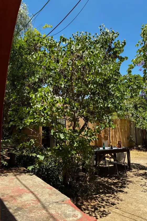 The green courtyard at the compound