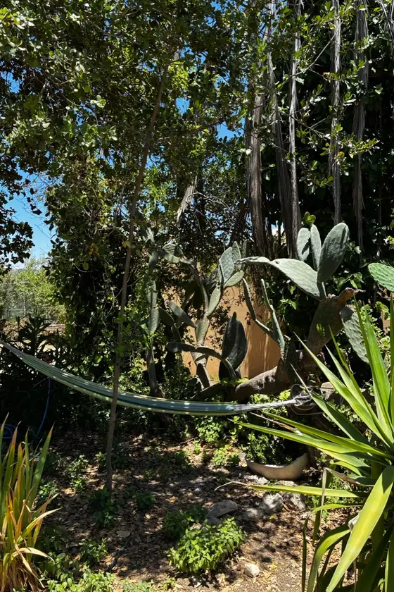 Planting at the compound in Ein Karem