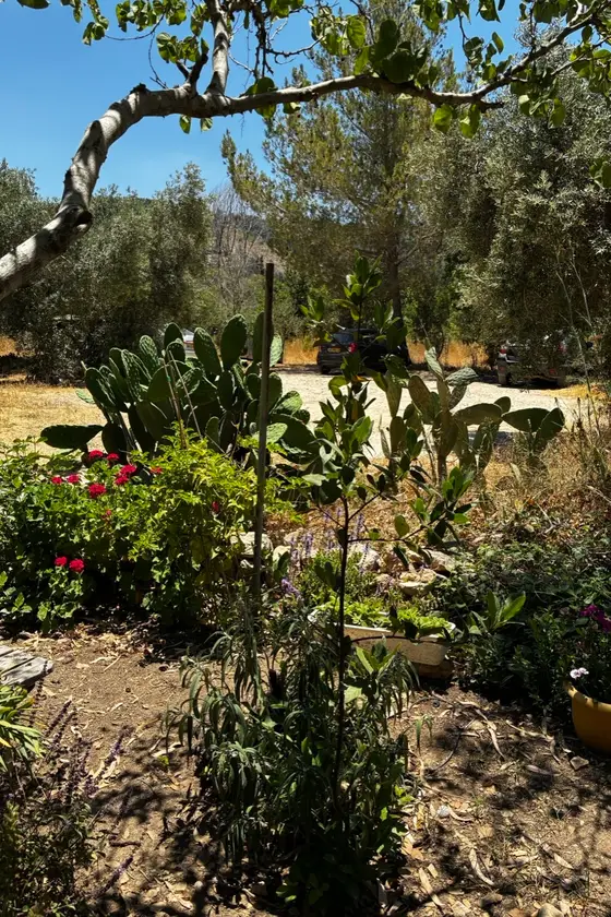 The garden at the compound